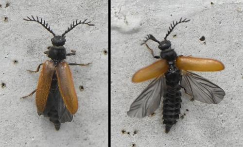 Drilus flavescens